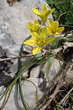 Gagea peduncularis \ Langstieliger Gelbstern / Stalked Star of Bethlehem, Rhodos/Rhodes Attaviros 23.3.2023