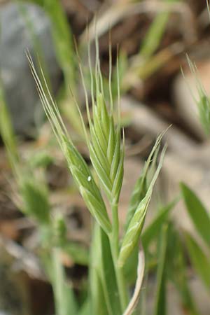 Brachypodium distachyon \ Zwei�hrige Zwenke / Purple False Brome, Stiff Brome, Rhodos/Rhodes Prasonisi 1.4.2019