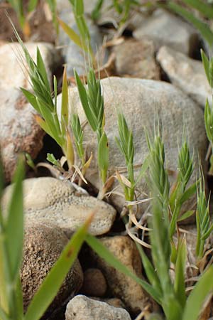 Brachypodium distachyon \ Zwei�hrige Zwenke / Purple False Brome, Stiff Brome, Rhodos/Rhodes Prasonisi 1.4.2019