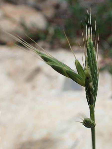 Brachypodium distachyon \ Zwei�hrige Zwenke / Purple False Brome, Stiff Brome, Rhodos/Rhodes Prasonisi 1.4.2019