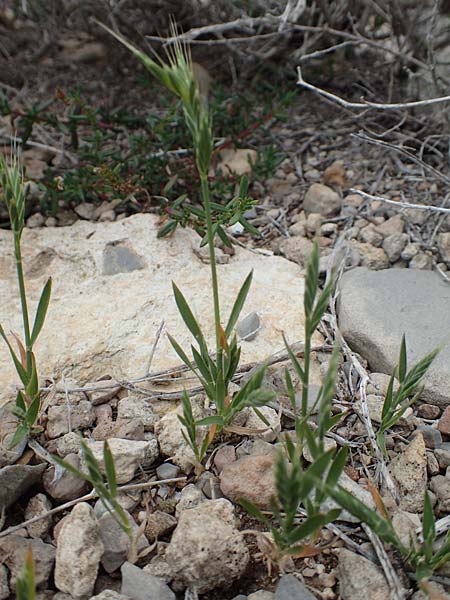 Brachypodium distachyon \ Zwei�hrige Zwenke / Purple False Brome, Stiff Brome, Rhodos/Rhodes Prasonisi 1.4.2019