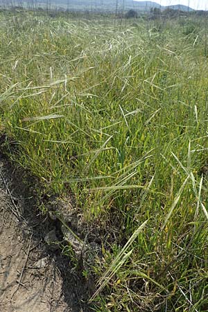 Hordeum spontaneum \ Wild-Gerste / Wild Barley, Rhodos/Rhodes Kattavia 1.4.2019