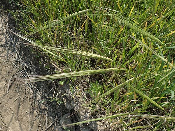 Hordeum spontaneum \ Wild-Gerste / Wild Barley, Rhodos/Rhodes Kattavia 1.4.2019