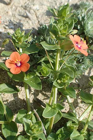 Lysimachia arvensis \ Acker-Gauchheil / Scarlet Pimpernel, Poisonweed, Rhodos Kamiros 4.4.2019