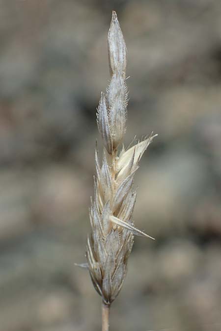 Rostraria cristata \ Echtes B�schelgras / Mediterranean Hair Grass, Rhodos/Rhodes Moni Artamiti 16.3.2023