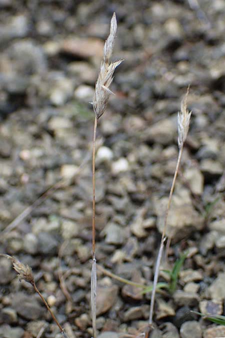Rostraria cristata \ Echtes B�schelgras / Mediterranean Hair Grass, Rhodos/Rhodes Moni Artamiti 16.3.2023