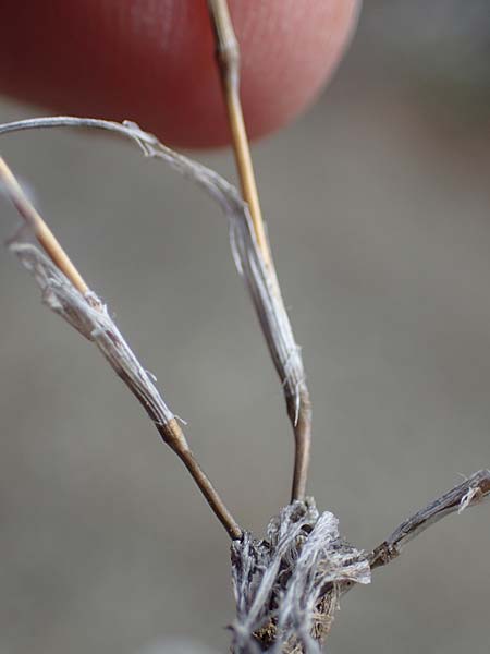 Rostraria cristata \ Echtes B�schelgras / Mediterranean Hair Grass, Rhodos/Rhodes Moni Artamiti 16.3.2023