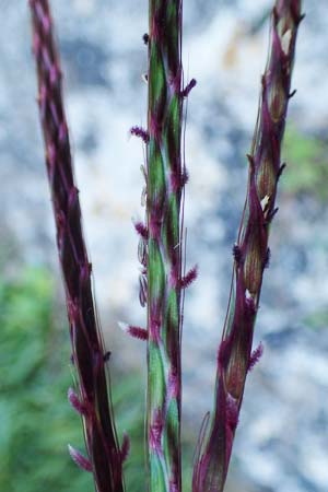 Andropogon distachyos \ Zwei&auml;hriges Bartgras / Mountain Andropogon, Rhodos/Rhodes Mount Smith 18.3.2023