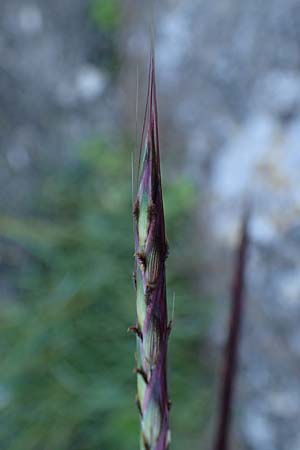 Andropogon distachyos \ Zwei&auml;hriges Bartgras / Mountain Andropogon, Rhodos/Rhodes Mount Smith 18.3.2023