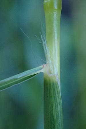 Andropogon distachyos \ Zwei&auml;hriges Bartgras / Mountain Andropogon, Rhodos/Rhodes Mount Smith 18.3.2023