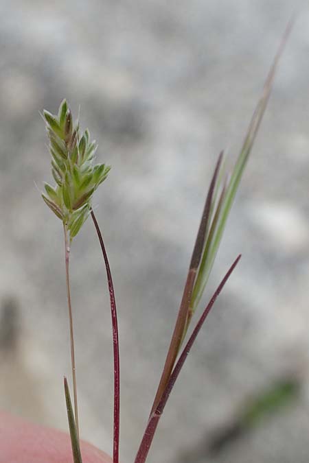Bromus scoparius ? \ Gedrungene Trespe, Besen-Trespe / Broom Brome, Rhodos/Rhodes Kamiros 22.3.2023