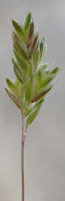 Bromus scoparius ? \ Gedrungene Trespe, Besen-Trespe / Broom Brome, Rhodos/Rhodes Kamiros 22.3.2023