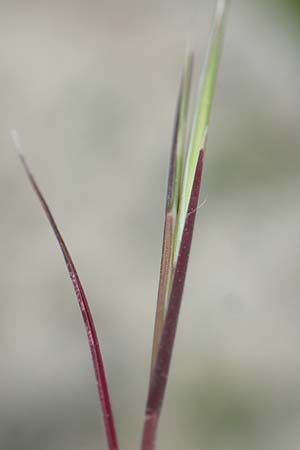 Bromus scoparius ? \ Gedrungene Trespe, Besen-Trespe / Broom Brome, Rhodos/Rhodes Kamiros 22.3.2023
