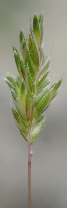 Bromus scoparius ? \ Gedrungene Trespe, Besen-Trespe / Broom Brome, Rhodos/Rhodes Kamiros 22.3.2023