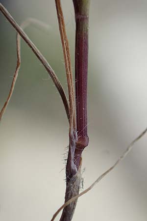 Bromus scoparius ? \ Gedrungene Trespe, Besen-Trespe / Broom Brome, Rhodos/Rhodes Kamiros 22.3.2023