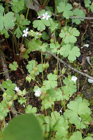 Geranium lucidum \ Glnzender Storchschnabel / Shining Crane's-Bill, Rhodos Profitis Ilias 2.4.2019