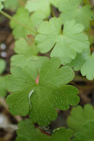 Geranium lucidum \ Glnzender Storchschnabel / Shining Crane's-Bill, Rhodos Embona 31.3.2019