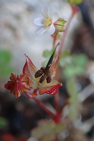 Geranium lucidum \ Glnzender Storchschnabel / Shining Crane's-Bill, Rhodos Profitis Ilias 2.4.2019