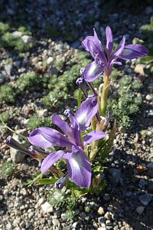 Moraea sisyrinchium \ Mittags-Schwertlilie, Kleine Sand-Iris / Barbary Nut Iris, Rhodos/Rhodes Asklipio 24.3.2019
