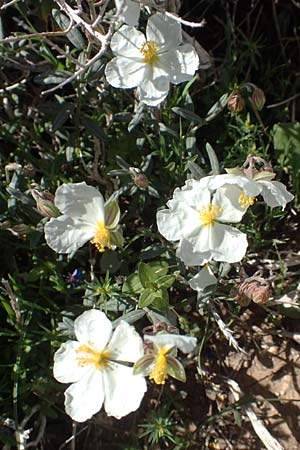 Helianthemum apenninum \ Apennin-Sonnenrschen / White Rock-Rose, Rhodos Prasonisi 26.3.2019