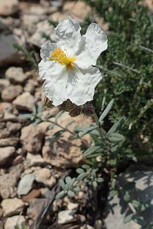 Helianthemum apenninum \ Apennin-Sonnenrschen / White Rock-Rose, Rhodos Prasonisi 1.4.2019