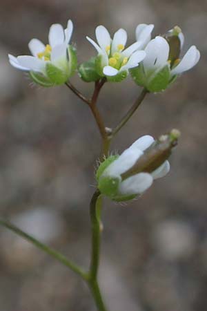 Draba verna agg. \ Frhlings-Hungerblmchen / Common Whitlowgrass, Rhodos Moni Artamiti 16.3.2023