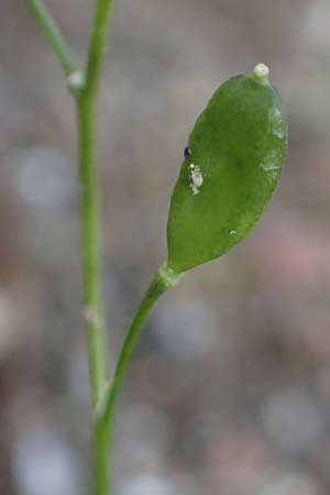 Draba verna agg. \ Frhlings-Hungerblmchen / Common Whitlowgrass, Rhodos Moni Artamiti 16.3.2023