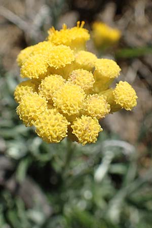 Helichrysum stoechas \ Wohlriechende Strohblume, Rhodos Prasonisi 26.3.2019