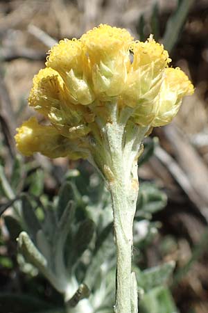 Helichrysum stoechas \ Wohlriechende Strohblume, Rhodos Prasonisi 26.3.2019