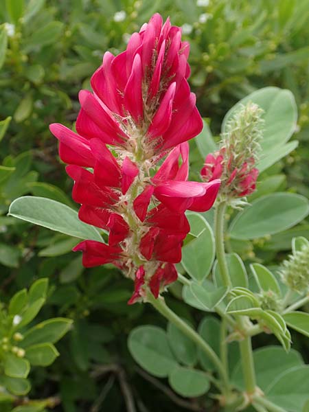 Hedysarum coronarium \ Kronen-S��klee, Rhodos Kattavia 1.4.2019