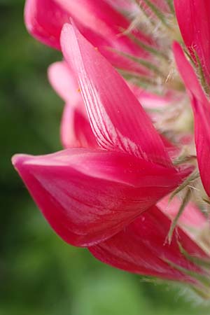 Hedysarum coronarium \ Kronen-S��klee, Rhodos Kattavia 1.4.2019