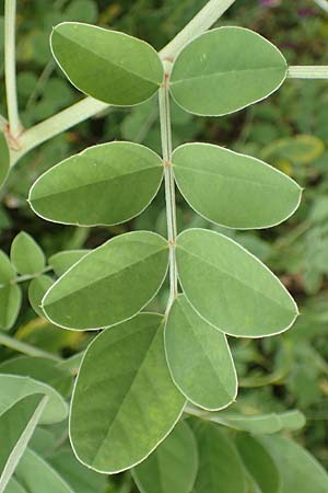 Hedysarum coronarium \ Kronen-S��klee, Rhodos Kattavia 1.4.2019