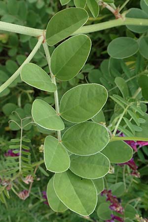 Hedysarum coronarium \ Kronen-S��klee, Rhodos Kattavia 1.4.2019