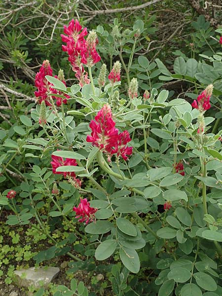 Hedysarum coronarium \ Kronen-S��klee, Rhodos Kattavia 1.4.2019