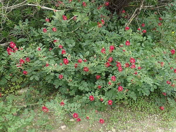 Hedysarum coronarium \ Kronen-S��klee, Rhodos Kattavia 1.4.2019