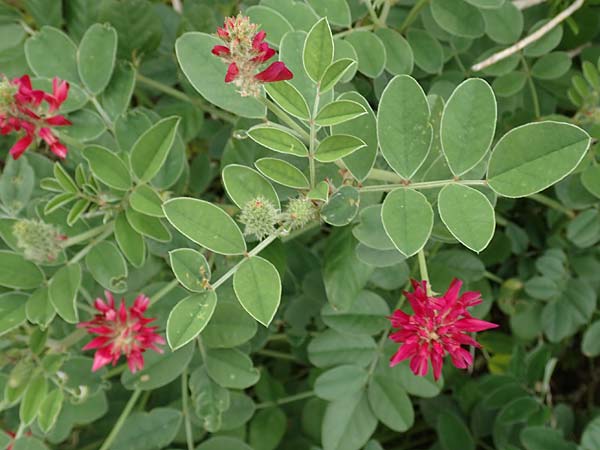 Hedysarum coronarium \ Kronen-S��klee, Rhodos Kattavia 1.4.2019