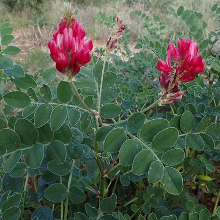 Hedysarum coronarium \ Kronen-S��klee, Rhodos Koskinou 22.3.2023