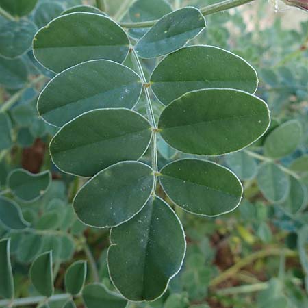 Hedysarum coronarium \ Kronen-S��klee, Rhodos Koskinou 22.3.2023