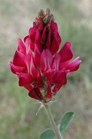 Hedysarum coronarium \ Kronen-S��klee, Rhodos Koskinou 22.3.2023