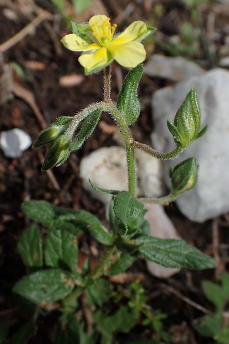 Helianthemum salicifolium \ Weidenbl&auml;ttriges Sonnenr�schen / Willowleaf Rock-Rose, Rhodos/Rhodes Moni Artamiti 16.3.2023