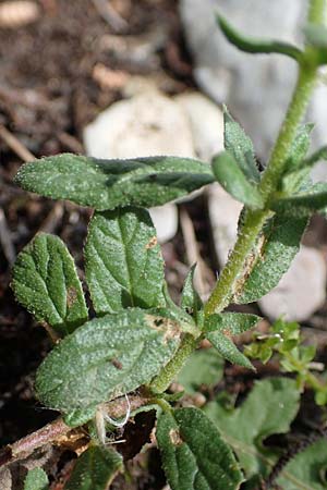 Helianthemum salicifolium \ Weidenbl&auml;ttriges Sonnenr�schen / Willowleaf Rock-Rose, Rhodos/Rhodes Moni Artamiti 16.3.2023
