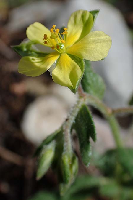 Helianthemum salicifolium \ Weidenbl&auml;ttriges Sonnenr�schen / Willowleaf Rock-Rose, Rhodos/Rhodes Moni Artamiti 16.3.2023