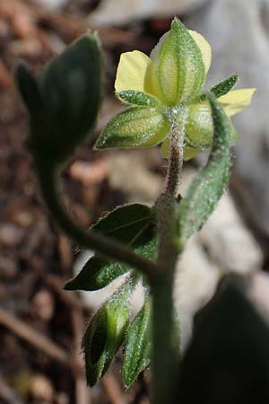 Helianthemum salicifolium \ Weidenbl&auml;ttriges Sonnenr�schen / Willowleaf Rock-Rose, Rhodos/Rhodes Moni Artamiti 16.3.2023