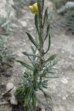 Helichrysum stoechas \ Wohlriechende Strohblume, Rhodos Kamiros 22.3.2023