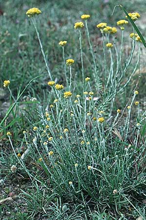 Helichrysum stoechas \ Wohlriechende Strohblume, Rhodos Messanagros 27.4.1987