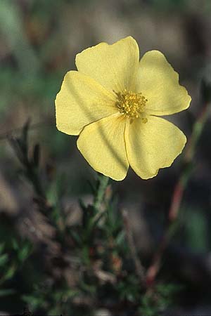 Fumana arabica \ Zwerg-Nadelrschen / Mediterranean Sun-Rose, Rhodos Massari 20.3.2005