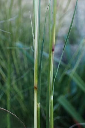 Hyparrhenia hirta \ Behaartes Kahngras / Thatching Grass, Coolatai Grass, Rhodos/Rhodes Mount Smith 18.3.2023