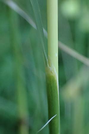 Hyparrhenia hirta \ Behaartes Kahngras / Thatching Grass, Coolatai Grass, Rhodos/Rhodes Mount Smith 18.3.2023