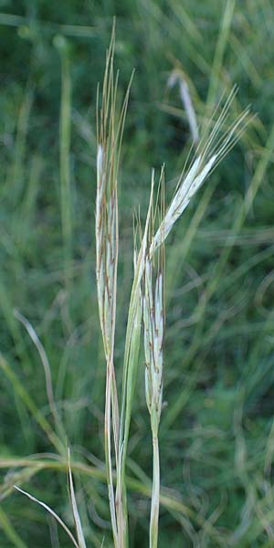 Hyparrhenia hirta \ Behaartes Kahngras / Thatching Grass, Coolatai Grass, Rhodos/Rhodes Mount Smith 18.3.2023