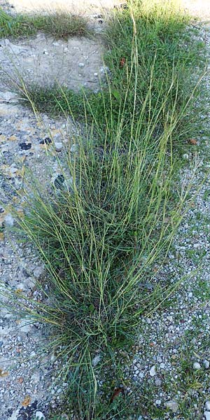 Hyparrhenia hirta \ Behaartes Kahngras / Thatching Grass, Coolatai Grass, Rhodos/Rhodes Mount Smith 18.3.2023